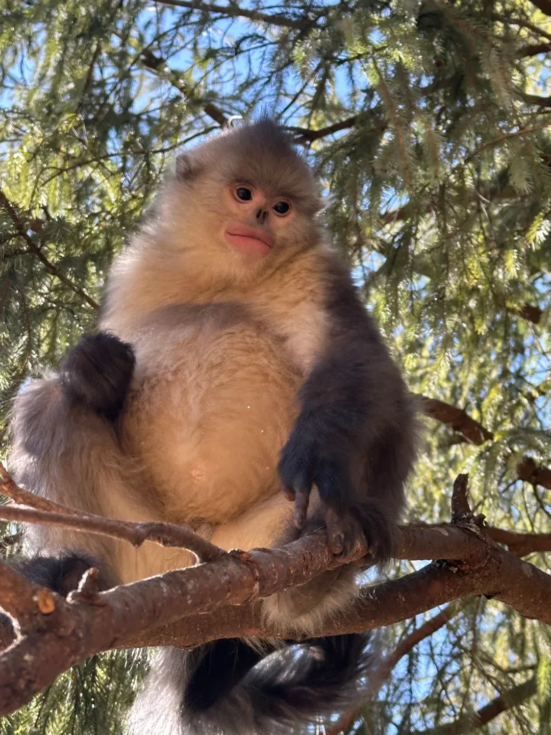 Yunnan snub-nosed monkey Rhinopithecus bieti in the wild at Tacheng National Park near Shangri-La